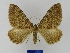  ( - BMB Lep 00029)  @11 [ ] Copyright (2010) Unspecified Research Collection of Bernd Mueller, Berlin