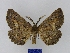  ( - BMB Lep 00030)  @11 [ ] Copyright (2010) Unspecified Research Collection of Bernd Mueller, Berlin
