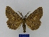  ( - BMB Lep 00032)  @13 [ ] Copyright (2010) Unspecified Research Collection of Bernd Mueller, Berlin