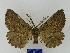  ( - BMB Lep 00034)  @14 [ ] Copyright (2010) Unspecified Research Collection of Bernd Mueller, Berlin