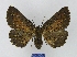 (Nychiodes hispanica - BMB Lep 00053)  @14 [ ] Copyright (2010) Unspecified Research Collection of Bernd Mueller, Berlin