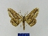 ( - BMB Lep 00080)  @11 [ ] Copyright (2010) Unspecified Research Collection of Bernd Mueller, Berlin