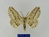  ( - BMB Lep 00082)  @11 [ ] Copyright (2010) Unspecified Research Collection of Bernd Mueller, Berlin