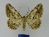  ( - BMB Lep 00092)  @11 [ ] Copyright (2010) Unspecified Research Collection of Bernd Mueller, Berlin