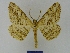  ( - BMB Lep 00093)  @11 [ ] Copyright (2010) Unspecified Research Collection of Bernd Mueller, Berlin