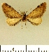  ( - JLC ZW Lep 00001)  @14 [ ] Copyright (2010) Unspecified Research Collection of Juergen Lenz