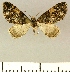  ( - JLC ZW Lep 00002)  @11 [ ] Copyright (2010) Unspecified Research Collection of Juergen Lenz