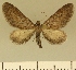  (Eupithecia hypophasma - JLC ZW Lep 00008)  @15 [ ] Copyright (2010) Unspecified Research Collection of Juergen Lenz