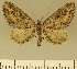  (Eupithecia BOLD:AAM0373 - JLC ZW Lep 00009)  @14 [ ] Copyright (2010) Unspecified Research Collection of Juergen Lenz