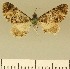  (Eupithecia JLCZW00010 - JLC ZW Lep 00010)  @11 [ ] Copyright (2010) Unspecified Research Collection of Juergen Lenz