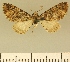 ( - JLC ZW Lep 00011)  @11 [ ] Copyright (2010) Unspecified Research Collection of Juergen Lenz