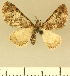  (Eupithecia JLCZW00012 - JLC ZW Lep 00012)  @11 [ ] Copyright (2010) Unspecified Research Collection of Juergen Lenz