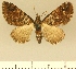  (Eupithecia JLCZW00013 - JLC ZW Lep 00013)  @11 [ ] Copyright (2010) Unspecified Research Collection of Juergen Lenz