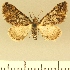  (Eupithecia JLCZW00014 - JLC ZW Lep 00014)  @11 [ ] Copyright (2010) Unspecified Research Collection of Juergen Lenz