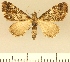 (Eupithecia JLCZW00015 - JLC ZW Lep 00015)  @11 [ ] Copyright (2010) Unspecified Research Collection of Juergen Lenz