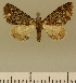  (Eupithecia JLCZW00017 - JLC ZW Lep 00017)  @11 [ ] Copyright (2010) Unspecified Research Collection of Juergen Lenz