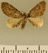  (Eupithecia JLCZW00018 - JLC ZW Lep 00018)  @11 [ ] Copyright (2010) Unspecified Research Collection of Juergen Lenz