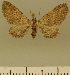  (Eupithecia JLCZW00019 - JLC ZW Lep 00019)  @11 [ ] Copyright (2010) Unspecified Research Collection of Juergen Lenz