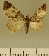  (Eupithecia JLCZW00020 - JLC ZW Lep 00020)  @11 [ ] Copyright (2010) Unspecified Research Collection of Juergen Lenz