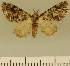  (Eupithecia JLCZW00021 - JLC ZW Lep 00021)  @11 [ ] Copyright (2010) Unspecified Research Collection of Juergen Lenz