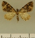  (Eupithecia JLCZW00022 - JLC ZW Lep 00022)  @11 [ ] Copyright (2010) Unspecified Research Collection of Juergen Lenz
