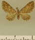  (Eupithecia JLCZW00023 - JLC ZW Lep 00023)  @11 [ ] Copyright (2010) Unspecified Research Collection of Juergen Lenz