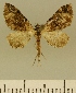  (Eupithecia JLCZW00024 - JLC ZW Lep 00024)  @11 [ ] Copyright (2010) Unspecified Research Collection of Juergen Lenz
