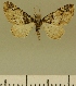  (Eupithecia JLCZW00025 - JLC ZW Lep 00025)  @11 [ ] Copyright (2010) Unspecified Research Collection of Juergen Lenz