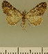  (Eupithecia JLCZW00026 - JLC ZW Lep 00026)  @11 [ ] Copyright (2010) Unspecified Research Collection of Juergen Lenz