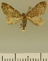  (Eupithecia JLCZW00027 - JLC ZW Lep 00027)  @11 [ ] Copyright (2010) Unspecified Research Collection of Juergen Lenz