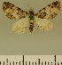  (Eupithecia JLCZW00028 - JLC ZW Lep 00028)  @11 [ ] Copyright (2010) Unspecified Research Collection of Juergen Lenz