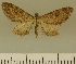  (Eupithecia JLCZW00029 - JLC ZW Lep 00029)  @11 [ ] Copyright (2010) Unspecified Research Collection of Juergen Lenz