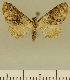  (Eupithecia JLCZW00030 - JLC ZW Lep 00030)  @11 [ ] Copyright (2010) Unspecified Research Collection of Juergen Lenz