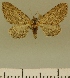  (Eupithecia JLCZW00031 - JLC ZW Lep 00031)  @11 [ ] Copyright (2010) Unspecified Research Collection of Juergen Lenz