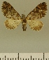  (Eupithecia JLCZW00032 - JLC ZW Lep 00032)  @11 [ ] Copyright (2010) Unspecified Research Collection of Juergen Lenz