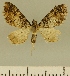  (Eupithecia JLCZW00033 - JLC ZW Lep 00033)  @11 [ ] Copyright (2010) Unspecified Research Collection of Juergen Lenz