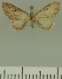  (Eupithecia JLCZW00034 - JLC ZW Lep 00034)  @11 [ ] Copyright (2010) Unspecified Research Collection of Juergen Lenz