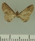  (Eupithecia JLCZW00035 - JLC ZW Lep 00035)  @11 [ ] Copyright (2010) Unspecified Research Collection of Juergen Lenz