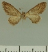  (Eupithecia JLCZW00036 - JLC ZW Lep 00036)  @11 [ ] Copyright (2010) Unspecified Research Collection of Juergen Lenz