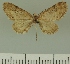  (Eupithecia JLCZW00037 - JLC ZW Lep 00037)  @11 [ ] Copyright (2010) Unspecified Research Collection of Juergen Lenz