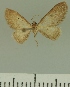  (Eupithecia JLCZW00038 - JLC ZW Lep 00038)  @11 [ ] Copyright (2010) Unspecified Research Collection of Juergen Lenz