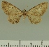  (Eupithecia JLCZW00039 - JLC ZW Lep 00039)  @11 [ ] Copyright (2010) Unspecified Research Collection of Juergen Lenz