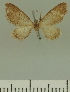  (Eupithecia JLCZW00040 - JLC ZW Lep 00040)  @11 [ ] Copyright (2010) Unspecified Research Collection of Juergen Lenz