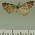  (Eupithecia JLCZW00041 - JLC ZW Lep 00041)  @11 [ ] Copyright (2010) Unspecified Research Collection of Juergen Lenz