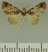  (Eupithecia JLCZW00042 - JLC ZW Lep 00042)  @11 [ ] Copyright (2010) Unspecified Research Collection of Juergen Lenz