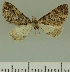  (Eupithecia JLCZW00043 - JLC ZW Lep 00043)  @11 [ ] Copyright (2010) Unspecified Research Collection of Juergen Lenz