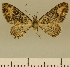  (Eupithecia gradatilinea - JLC ZW Lep 00044)  @13 [ ] Copyright (2010) Unspecified Research Collection of Juergen Lenz