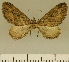  ( - JLC ZW Lep 00049)  @14 [ ] Copyright (2010) Unspecified Research Collection of Juergen Lenz