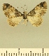  ( - JLC ZW Lep 00051)  @12 [ ] Copyright (2010) Unspecified Research Collection of Juergen Lenz