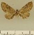 (Eupithecia JLCZW00052 - JLC ZW Lep 00052)  @11 [ ] Copyright (2010) Unspecified Research Collection of Juergen Lenz